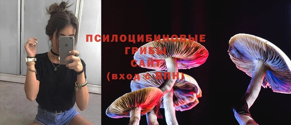 прущие грибы Беломорск
